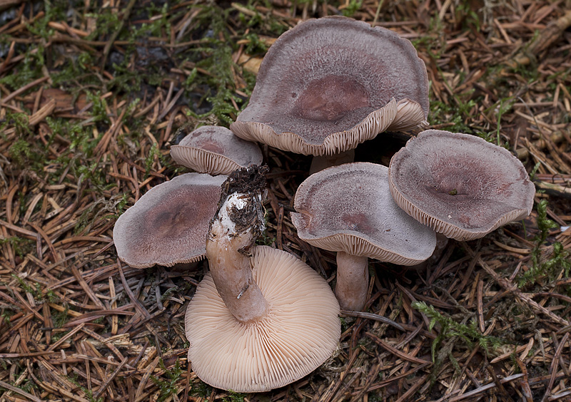 Lactarius mammosus